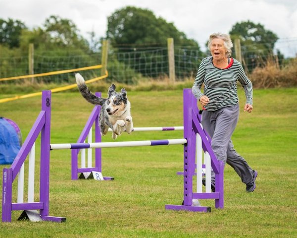 How to Create a DIY Agility Course for a Playful Australian Shepherd?