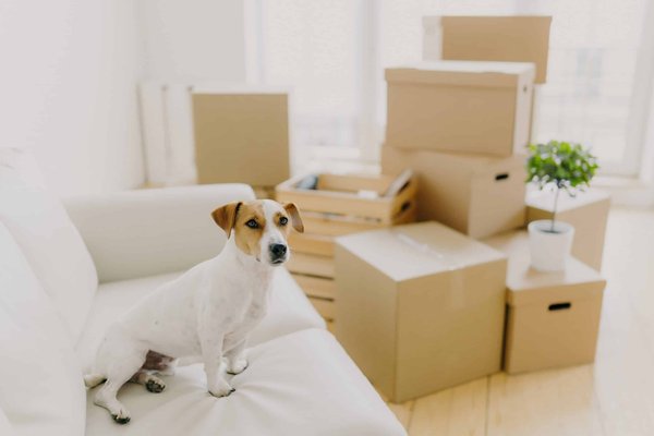 What Are the Benefits of Choosing Bamboo Fiber Socks for Long Workdays?